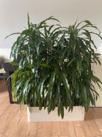Große Drachenpalme | Zimmerpflanze | hochwertiger Blumentopf Nordrhein-Westfalen - Enger Vorschau