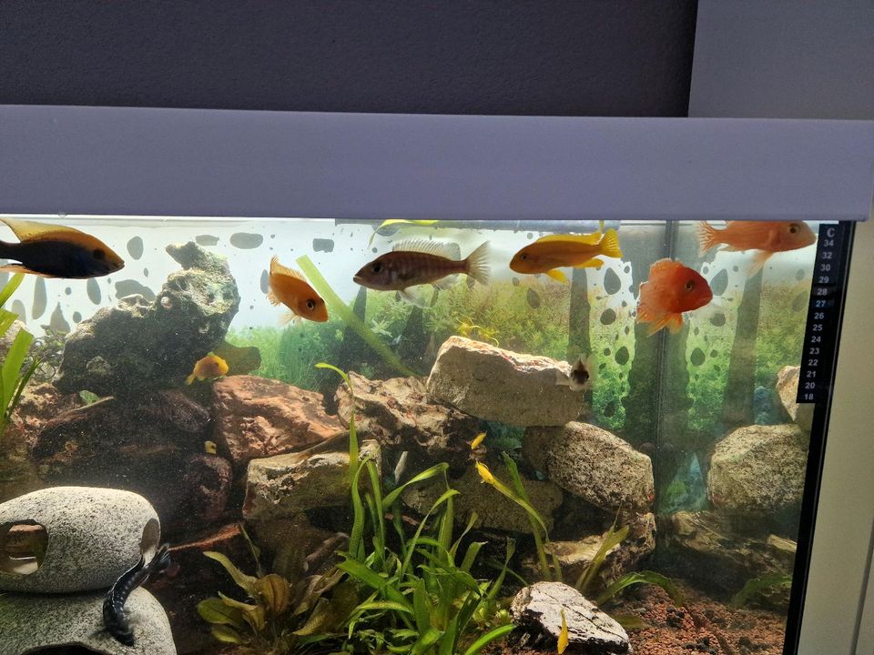 Eheim komplettes Aquarium 240 Liter in Frankfurt am Main