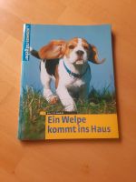 Ein Welpe kommt ins Haus von Brigitte Harries Nordrhein-Westfalen - Niederzier Vorschau