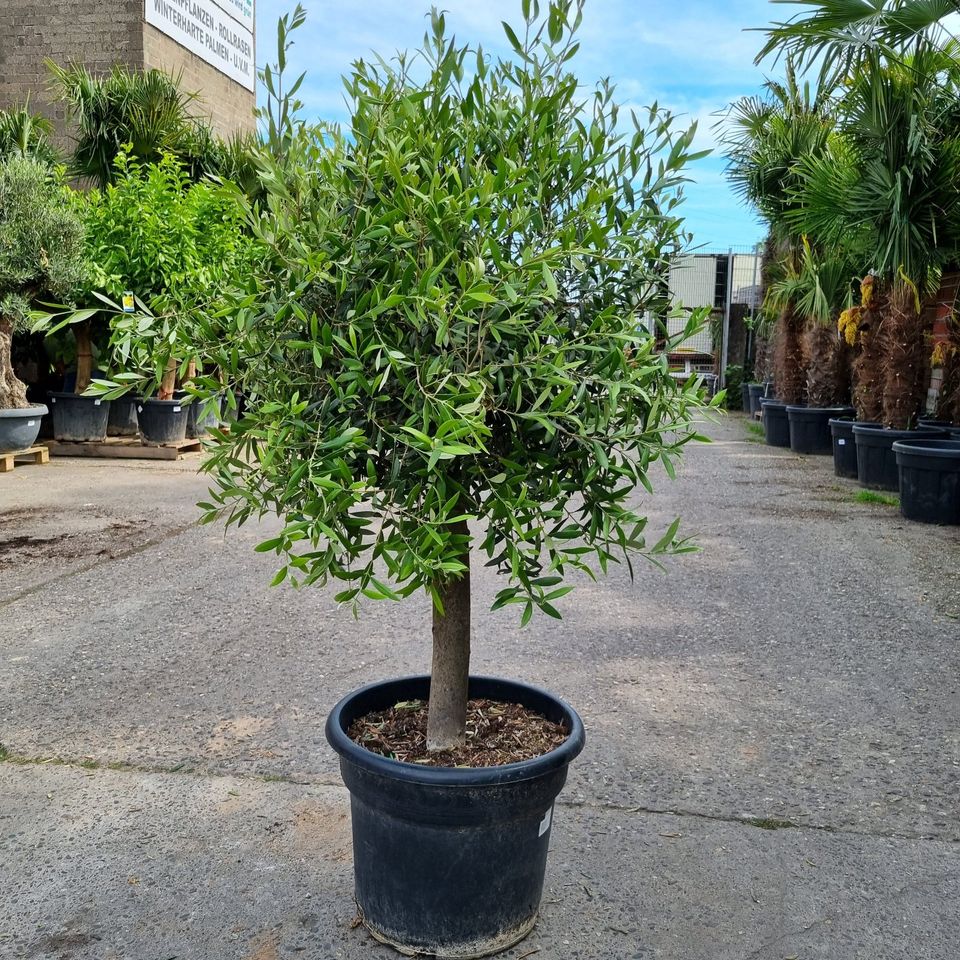 Olivenbaum "Olea Europaea" 20-25cm Stammu. 160-180cm hoch in Oberhausen