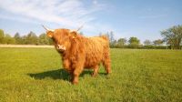 Highland Cattle Färse Hochland Rind Niedersachsen - Stelle Vorschau