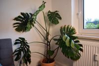 Monstera Zimmerpflanze - 70 cm Leipzig - Neulindenau Vorschau