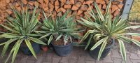 Yucca Gloriosa Variegata 2 Stämme Brandenburg - Bernau Vorschau