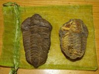 2 Trilobiten aus Marokko Bayern - Gröbenzell Vorschau