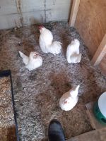 Antwerpener bartzwerge weiß hühner Nordrhein-Westfalen - Frechen Vorschau