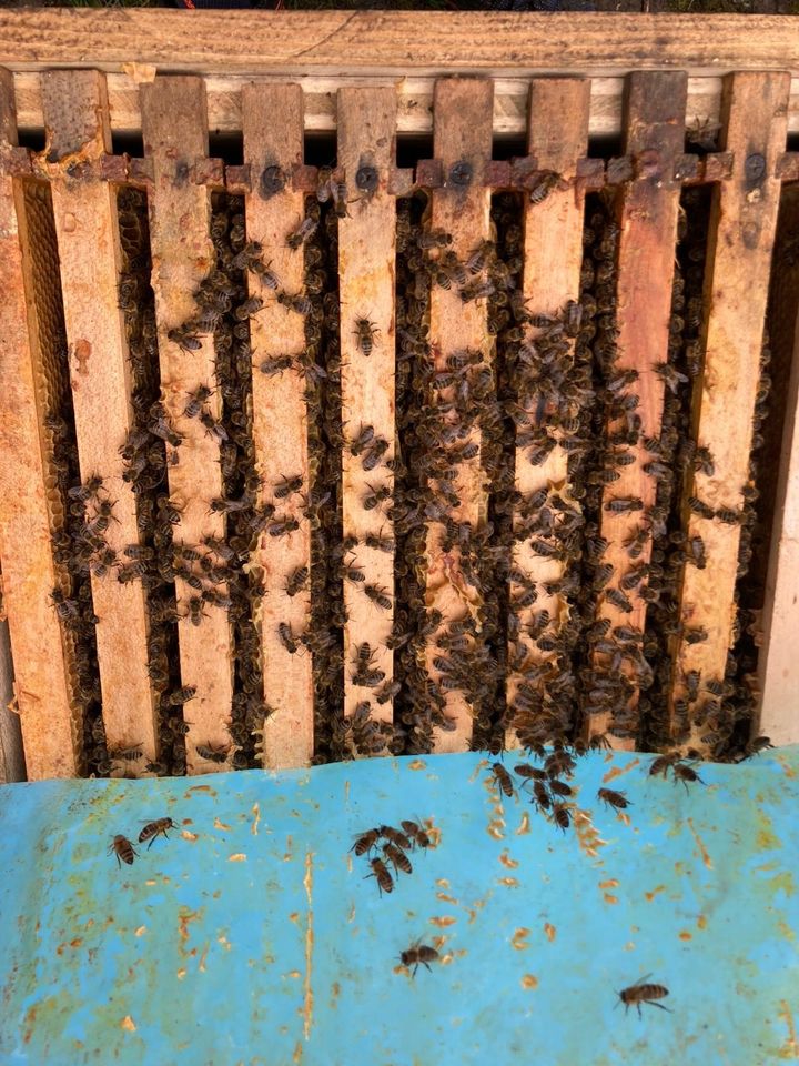 Bienenstock Zanders in Meitingen