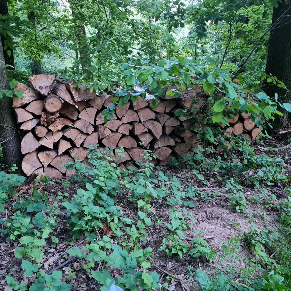 Brennholz Buche Eiche trocken in Meinhard