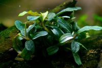 4* Bucephalandra Mini Needle Leaf Nordrhein-Westfalen - Herne Vorschau