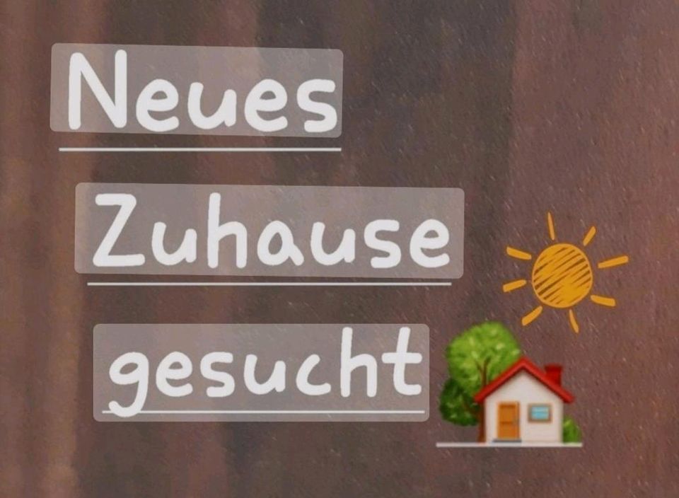 Wohnung/Häuschen zur Miete gesucht in Kipfenberg