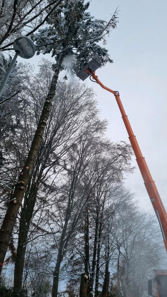 Baumfällung / Transport / Problembäume in Schwarzenbach a d Saale