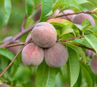 Roter Weinbergpfirsich, Pfirsichbaum ca. 3 Jahre oder kleiner VB Baden-Württemberg - Calw Vorschau