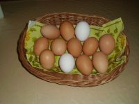 Frische Bioeier, Eier von glücklichen Hühnern Brandenburg - Wusterwitz Vorschau