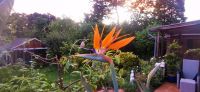 Wunderbare, große Strelitzie, Strelitzia Pflanze, Papageienblume Nordrhein-Westfalen - Oberhausen Vorschau