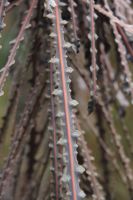 Pseudopanax ferox - Sämlinge Neuseeländischer Lanzenholzbaum Nordrhein-Westfalen - Reichshof Vorschau