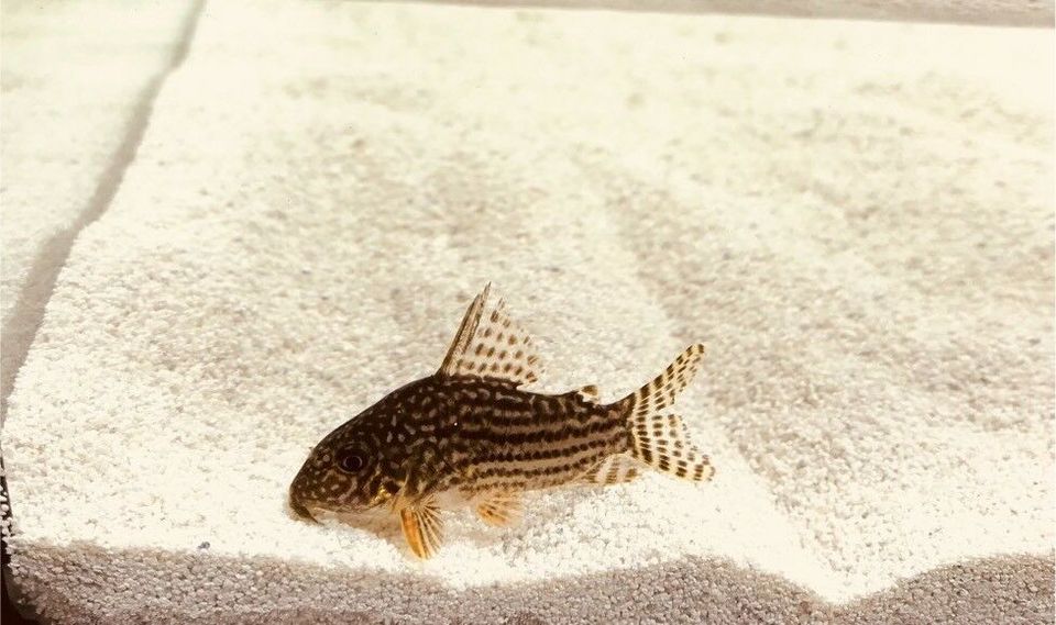 Orangeflossen Panzerwels, vom Fachhändler, Corydoras Sterbaii in Mönchengladbach