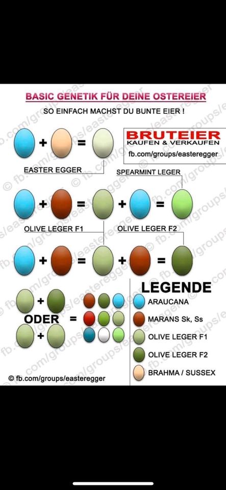 Bruteier Buntleger Easter Egger in Friedewald (Westerwald)