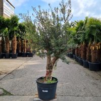 Olivenbaum Olea Europaea (Nr.29) 44cm Stammu. Verzweigt +/-220cm Nordrhein-Westfalen - Oberhausen Vorschau