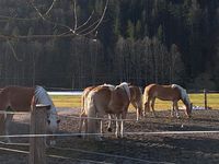 Pflegebeteiligung/ Reitbeteiligung (Reiter s. Pferd) Baden-Württemberg - Karlsruhe Vorschau