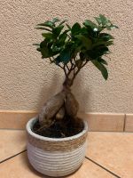 Zimmerpflanze Bonsai Ficus Ginseng Sachsen-Anhalt - Halle Vorschau