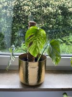 Monstera Variegata mit 3 Blättern Stuttgart - Stuttgart-Ost Vorschau