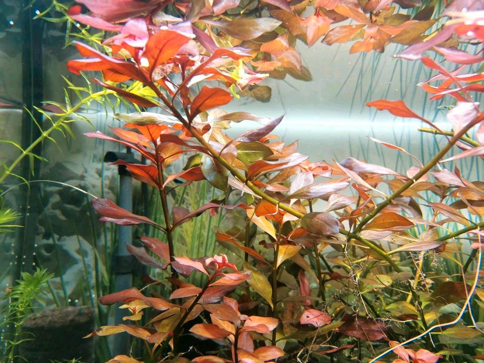 Aquarium Pflanzen mix in Duisburg