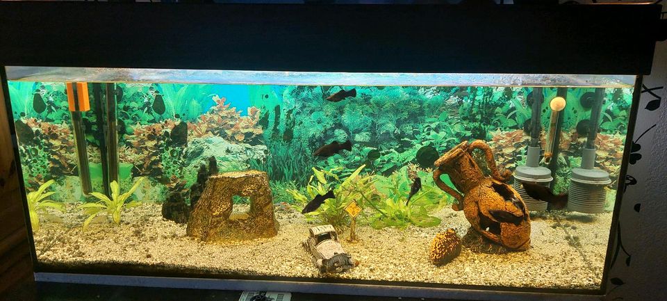 Aquarium 160 L 100x40x40 in Goldbach