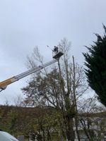 Baumfällung Gefahrenfällung Fällung Baumschnitt Rückschnitt Baum Baden-Württemberg - Aalen Vorschau