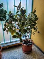 Ficus elastica / Gummibaum Hessen - Kriftel Vorschau