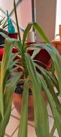 Yucca-Palme Ableger 20 € VB Hessen - Kassel Vorschau