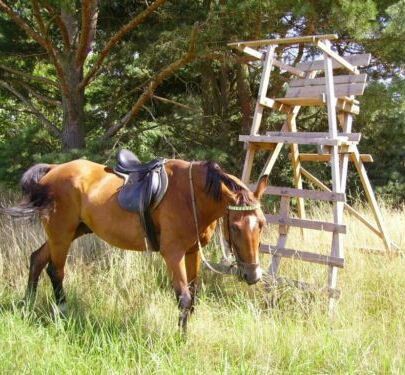 Reitbeteiligung fürs Gelände - Mensch sucht Pferd - in Kremmen