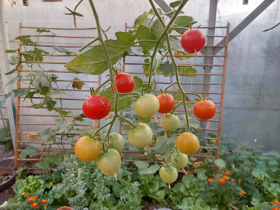 Tomaten-, Paprika- und Butternutkürbispflanzen in Aschaffenburg