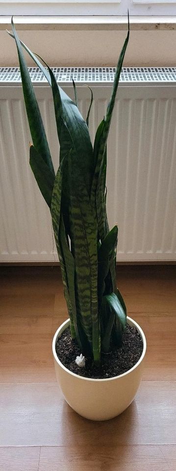 Sansevieria black Coral/Bogenhanf ca.102 cm,mehrjährig blüht auch in Heilbronn