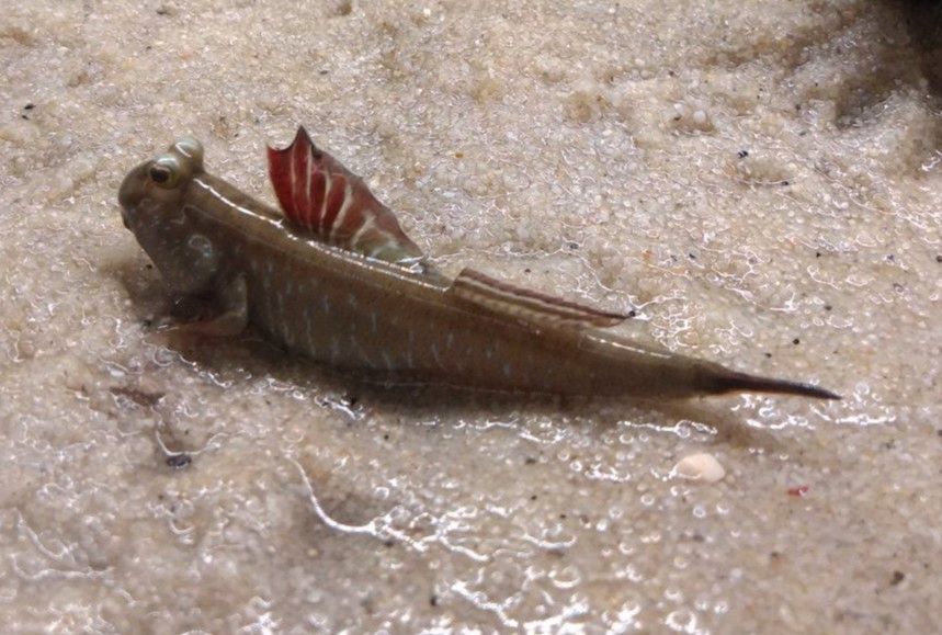 Suche Leute die Freude an Aquarien haben in Breisach am Rhein  