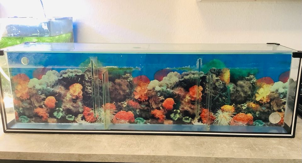 Aquarium Filter Luftheber in Nordrhein-Westfalen - Bocholt