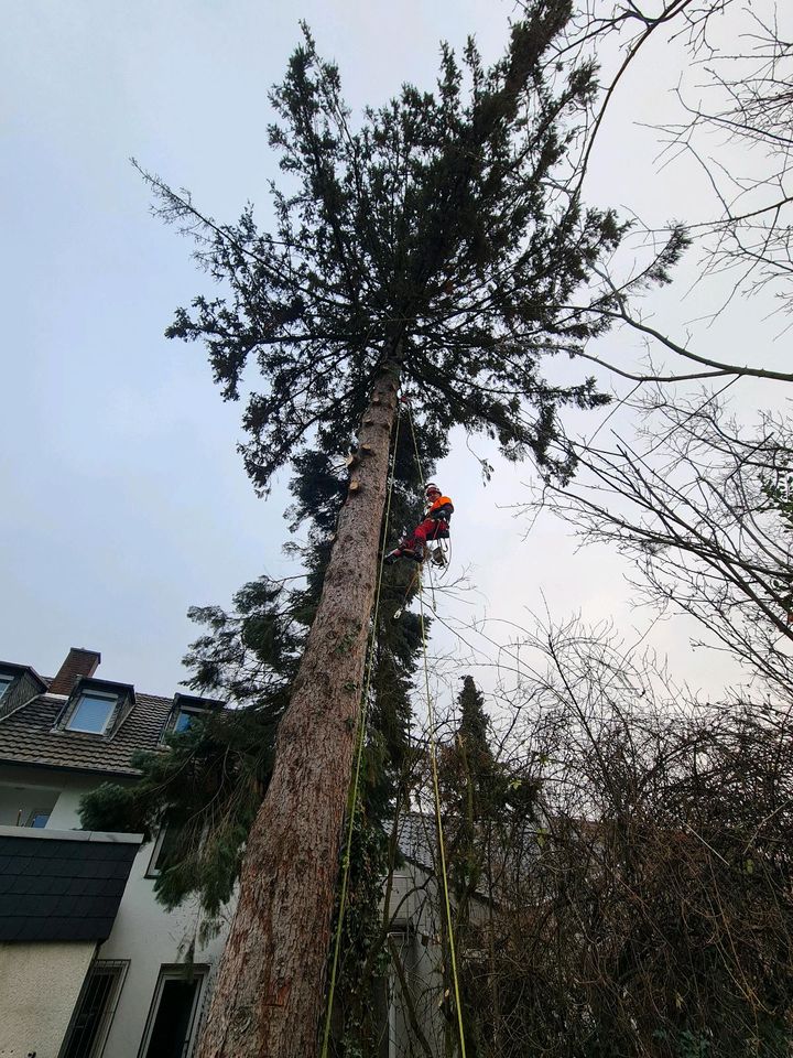 Baumfällung Baumpflege Winterdienst Schüttgut Transporte in Weilerswist