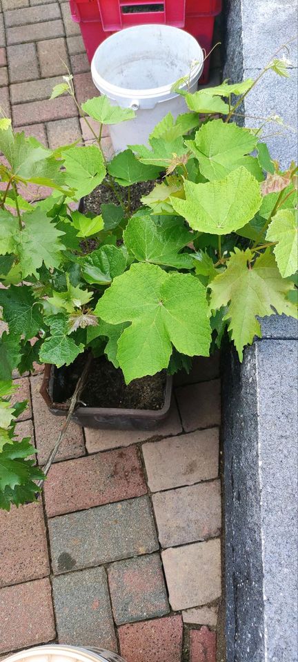 Weinpflanze Spätburgunder RARITÄT 1918 Frankreich in Guben