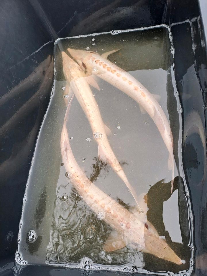 Störe albino Stör Teich Koi in Roßbach Westerwald