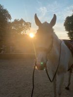 Reitbeteiligung an mehreren Pferden zu vergeben (PsR) Rheinland-Pfalz - Germersheim Vorschau