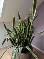 Sansevieria Bogenhanf 140cm Thüringen - Steinbach-Hallenberg (Thüringer W) Vorschau