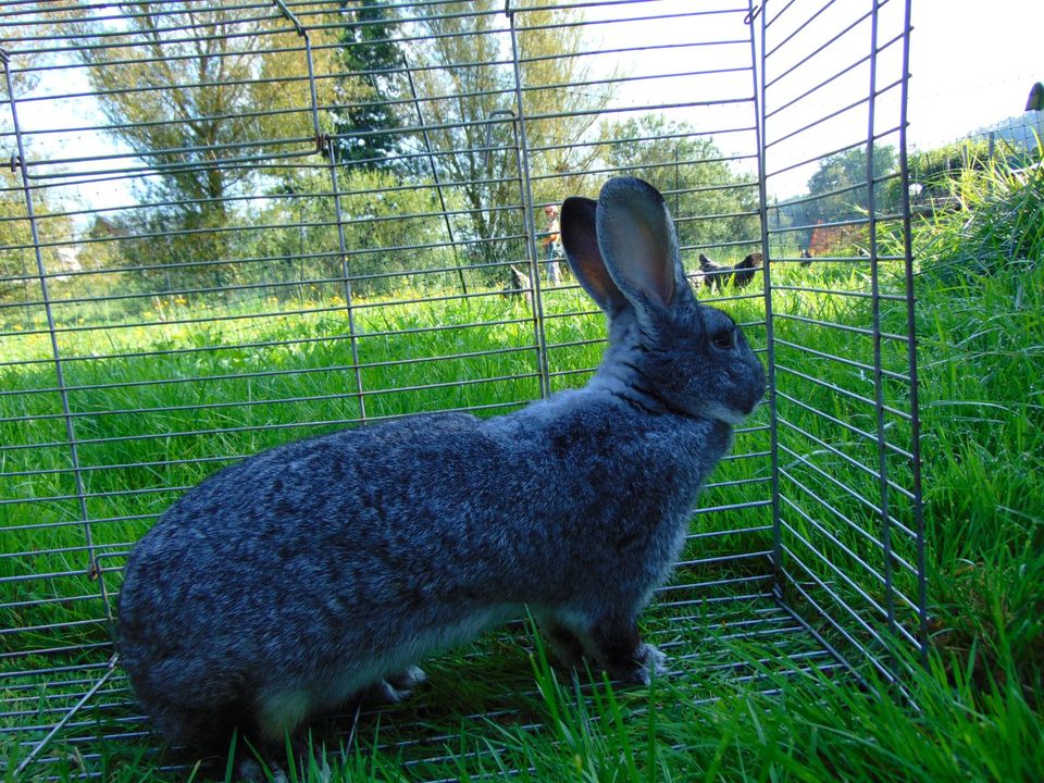 Kaninchen , Häsin , 1 Jahr alt . in Stimpfach