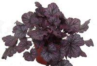 Heuchera ,Purpurglöckchen,12 er Topf,Winterhart Rheinland-Pfalz - Landau in der Pfalz Vorschau