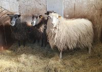 Vier Mädels suchen neuen Wirkungskreis! Schafe, weiblich Niedersachsen - Neetze Vorschau