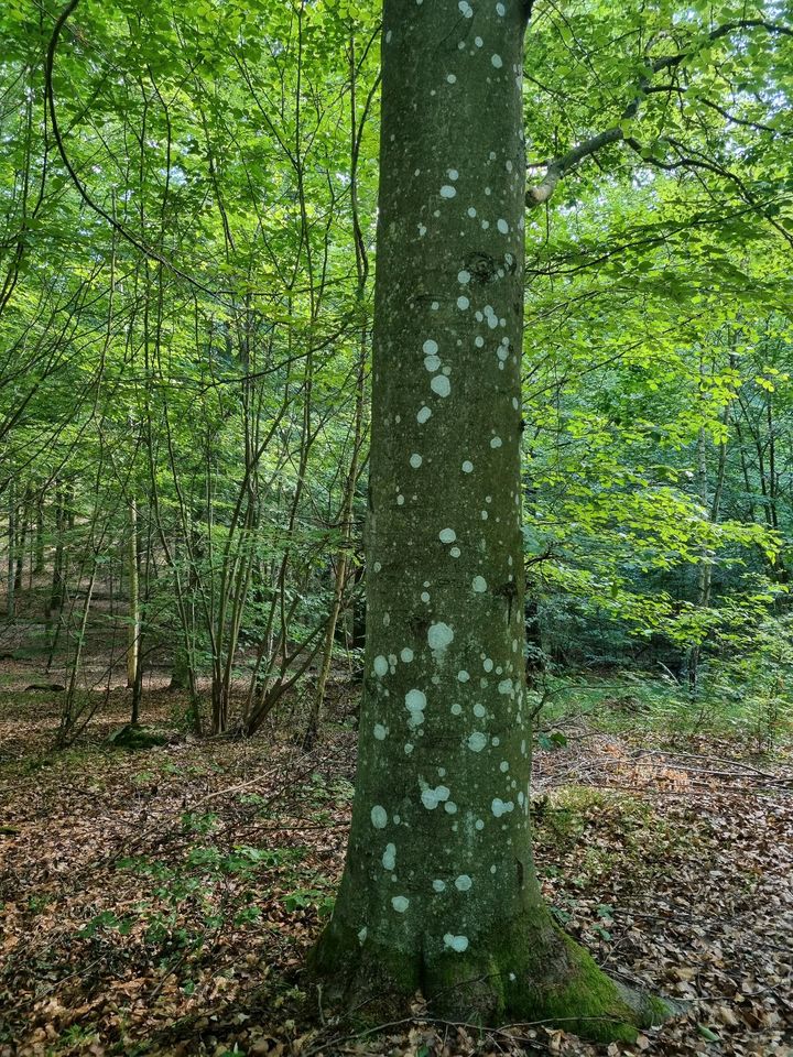 Naturcoaching  - Dein Weg im Spiegel der Natur in Molchow