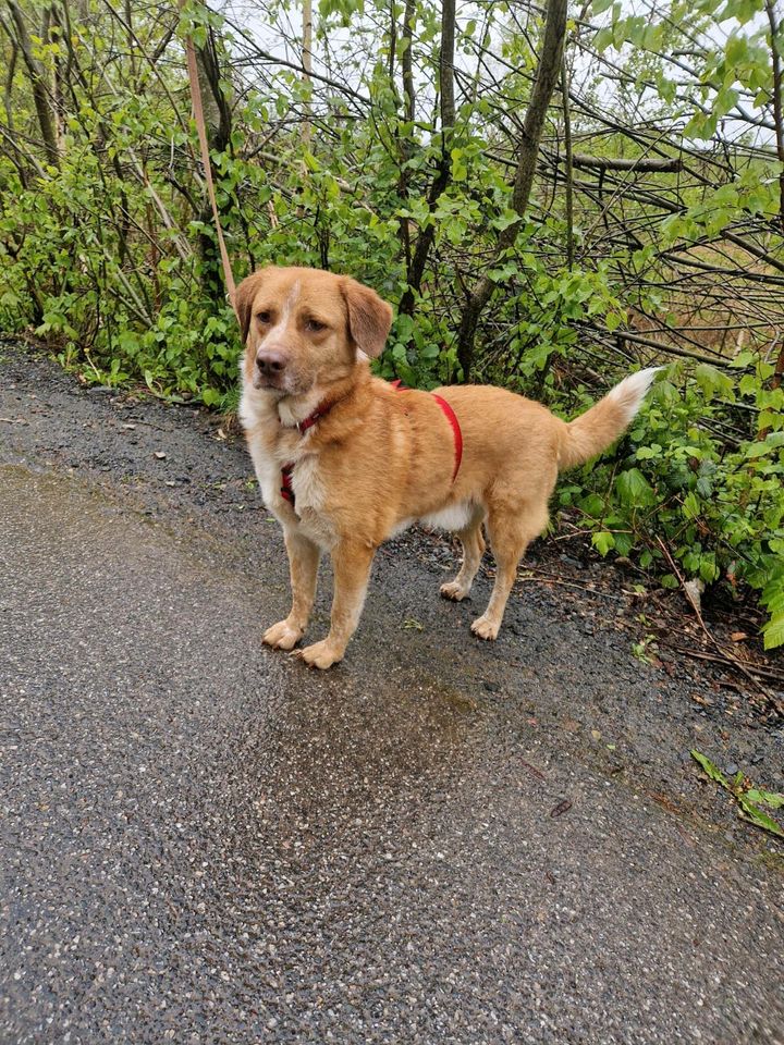 Vermittlungshilfe ❣️ Freundlicher Benny a.d.Tierschutz sucht sein in Friedrichsthal