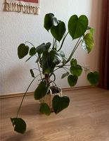 Monstera Pflanze 80-90 cm Leipzig - Plagwitz Vorschau