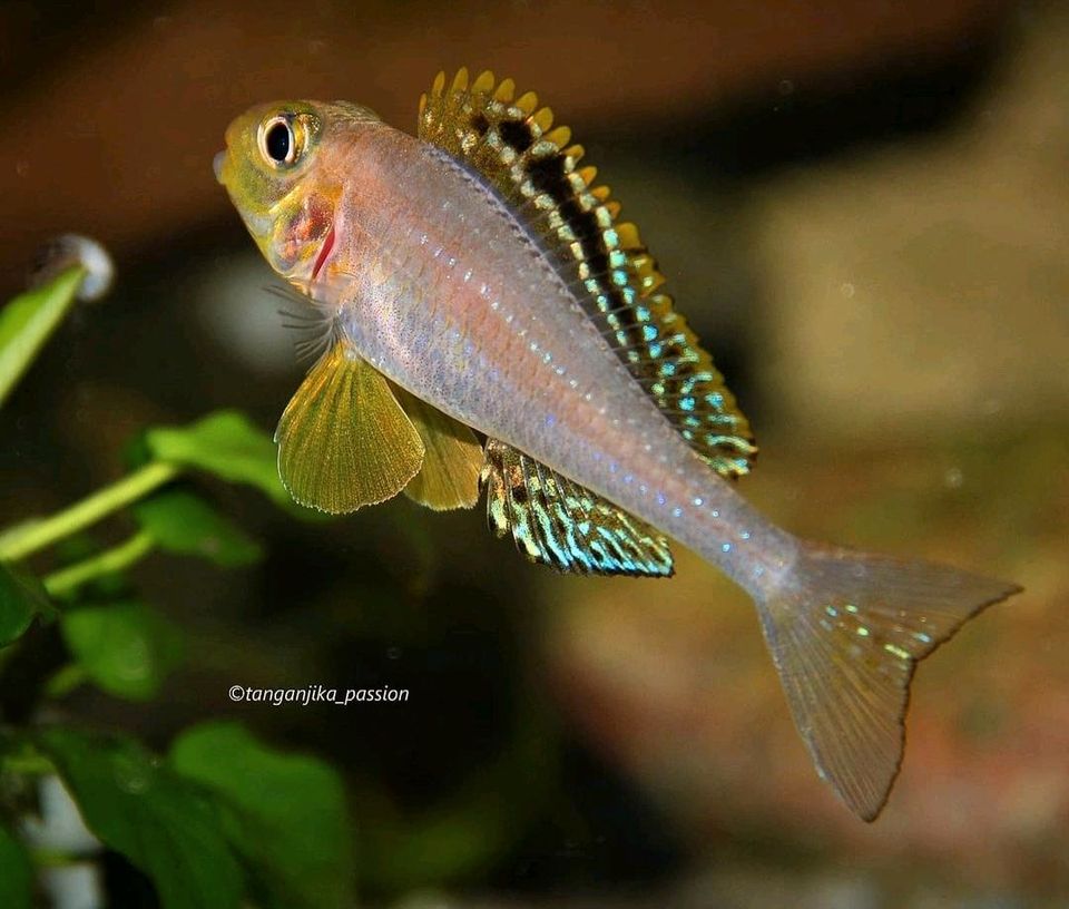 Xenotilapia Papilio Sunflower Isanga - Sandcichlide in Leinfelden-Echterdingen