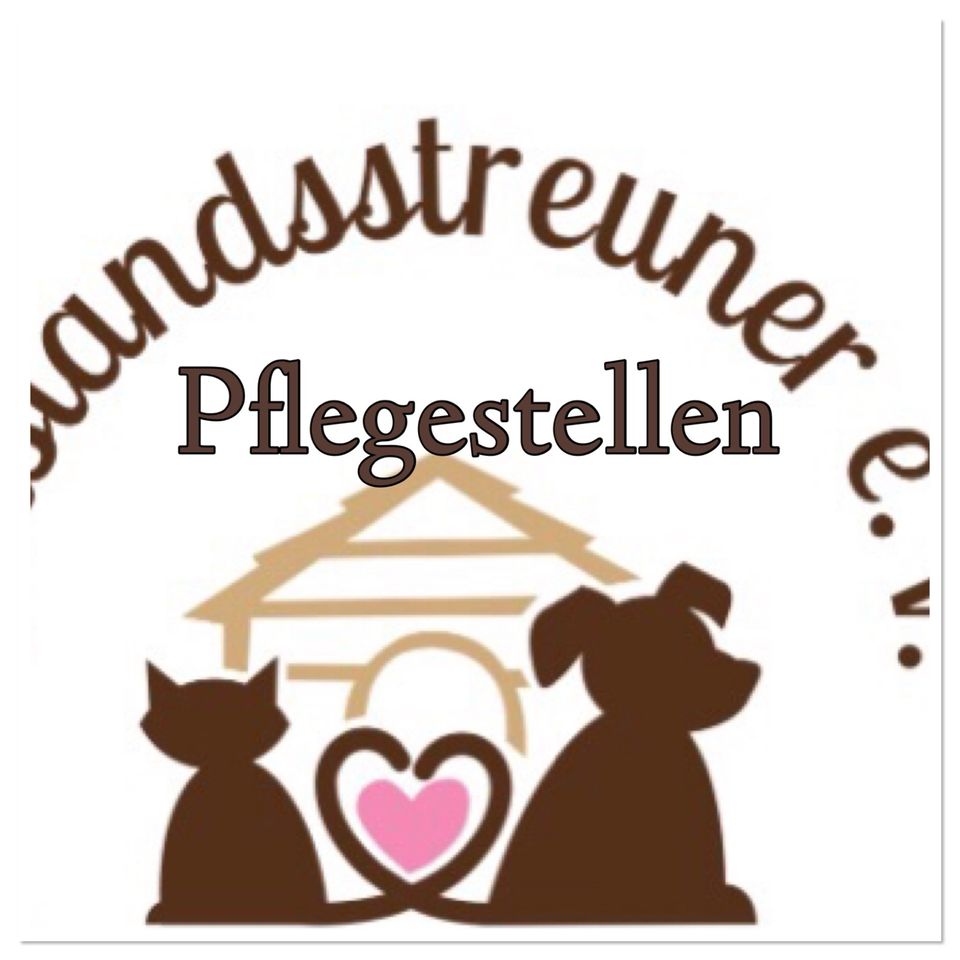 Pflegestellenkörbchen für erwachsene Hunde gesucht. in Olfen