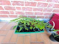 Jungpflanzen: Tomaten, Chili, Paprika,  Himbeeren Schleswig-Holstein - Klein Wesenberg Vorschau