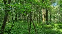 WALDFLÄCHE in Spielberg; Gebotsverfahren!; Exposé beachten!!! Sachsen-Anhalt - Bad Kösen Vorschau