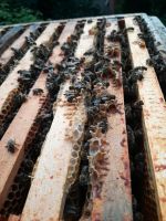 Buckfast Bienenvölker auf Dadant Hessen - Bensheim Vorschau
